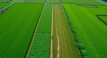 Texas A&M University Researchers Unveil Agricultural Breakthrough
